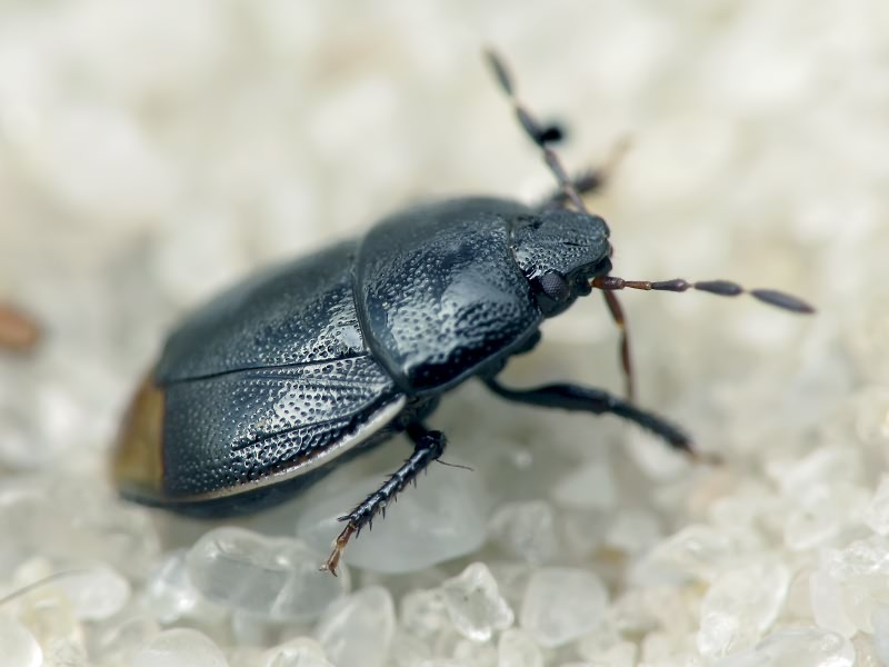 Legnotus limbosus (Geoffroy, 1785)